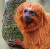 Ejemplar de tití león dorado (Leontopithecus rosalia). Este especie de primate, endémica de Brasil, está catalogada como “En peligro” y ha sido objeto de reintroducciones en su hábitat (foto: UICN).