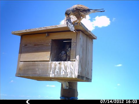 Un cernícalo vulgar trae un roedor a sus pollos, instalados en una de las cajas nido instaladas por GREFA para el control biológico. Foto: Alfonso Paz.