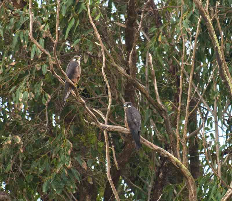 Falco eleonorae