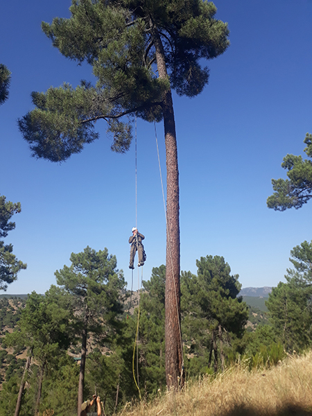 Un especialista en trabajos en altura accede a uno de los nidos de buitre negro en la copa de un pino.