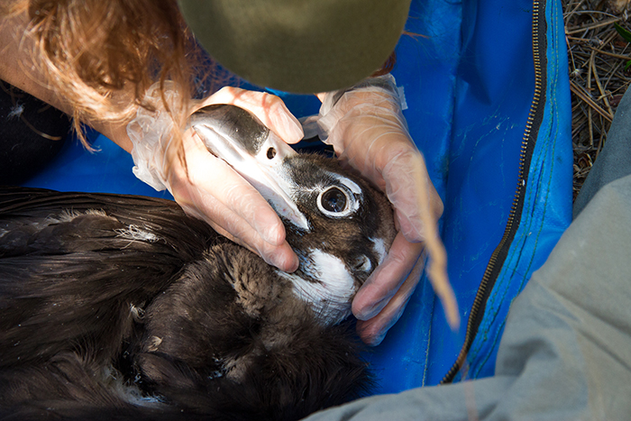 Exploración veterinaria del buitre negro "Bartolomé" durante su marcaje con GPS.