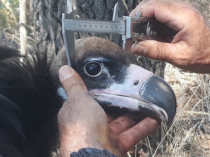 Medición de la anchura del cráneo de uno de los ejemplares de buitre negro marcados con GPS.