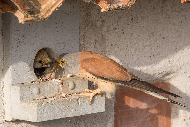 Un macho adulto de cernícalo primilla ceba a su pollo en el nido de un primillar de la Comunidad de Madrid. Foto: Alberto Álvarez.