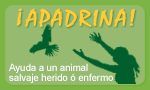 banner lat apadrina2