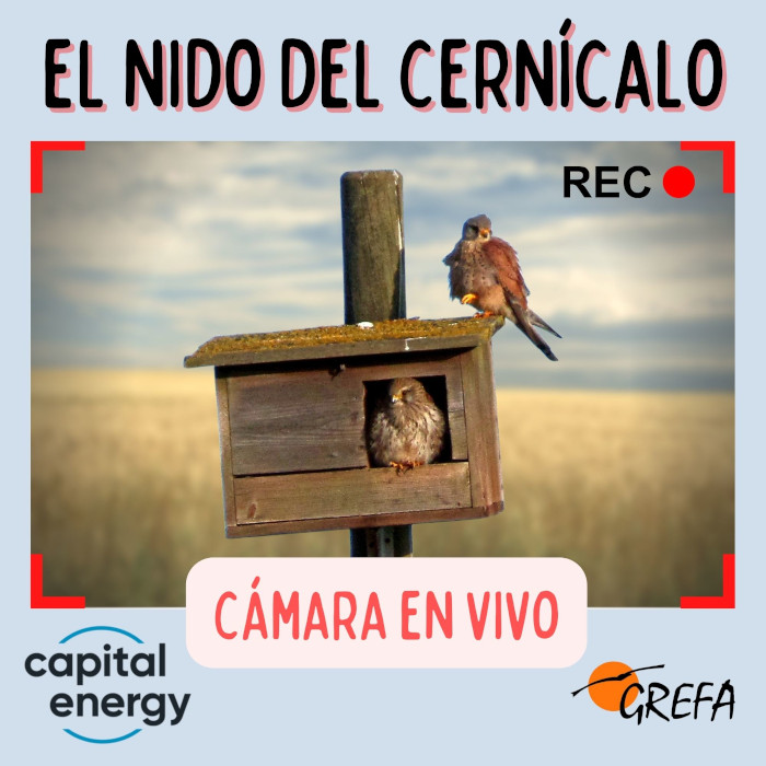 Banner nido cernicalo vulgar