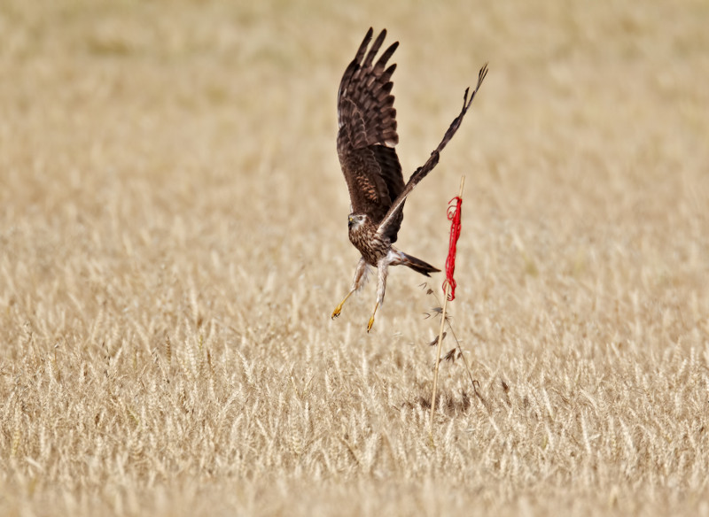 Una hembra de aguilucho cenizo entra en un nido localizado y señalizado para evitar el paso de las cosechadoras. Foto: Ignacio Yúfera