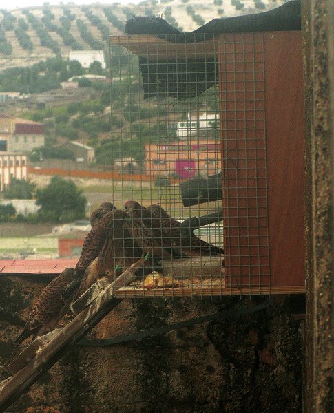 Adecuación de silos para la nidificación del cernícalo primilla dentro del proyecto "Corredores para el Primilla. Generando Biodiversidad"