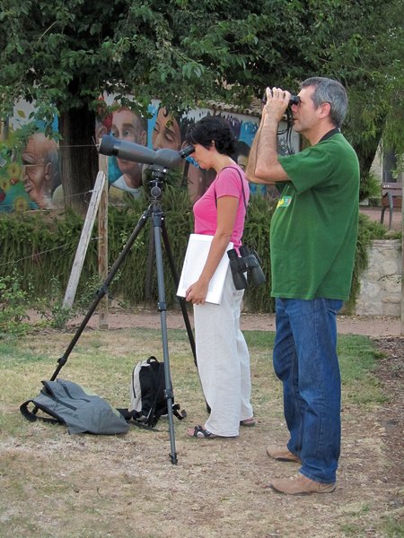 Seguimiento de la población nidificante de cernícalo primilla en Córdoba capital