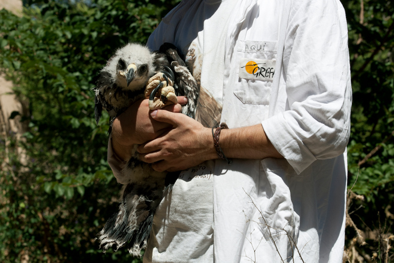 Águila real criada en GREFA. Autor: Anton Cobas