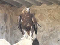 Águila real