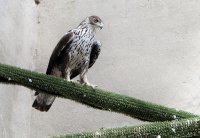 Águila azor perdicera