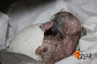 Nacimiento de un águila azor perdicera