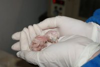 Pollos de lechuza recier nacidos