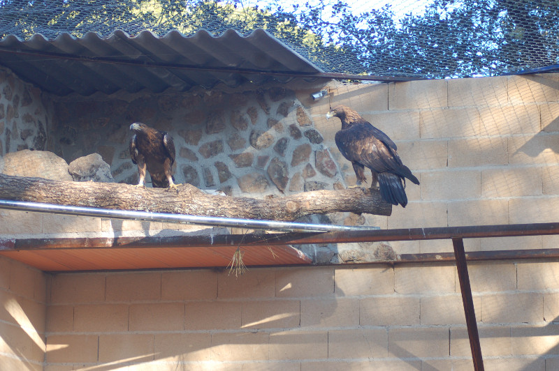 Pareja reproductora de águila real