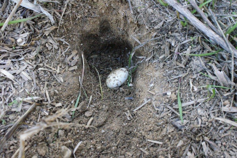 Huevo de galápago europeo
