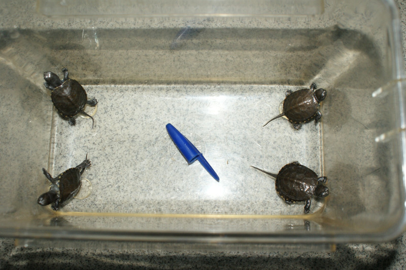 Galápagos recién nacidos