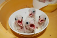 Pollos de cernícalo primilla