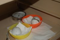 Eclosión de huevos de perdicera 