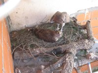 Pareja reproductora de águila culebrera