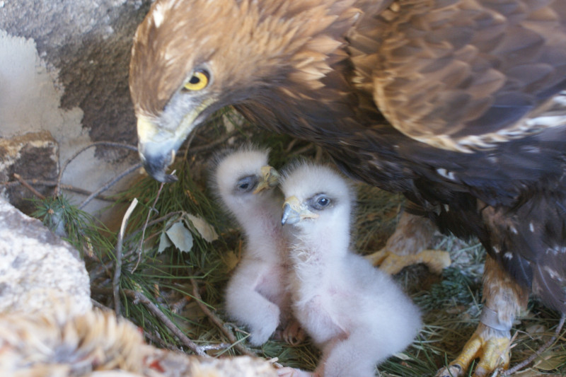 Los des pollos de águila real nacidos en 2011 junto a su nodriza