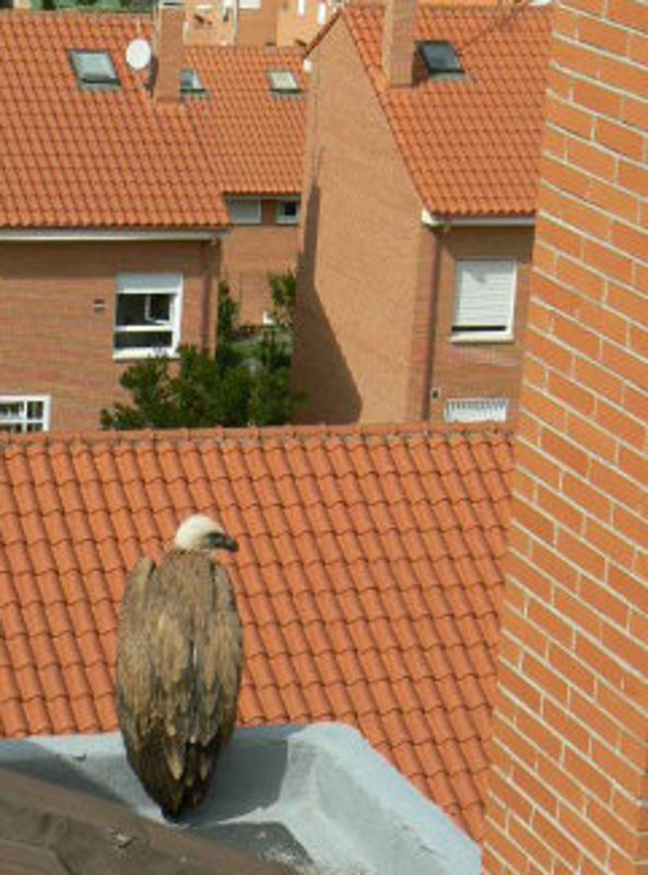 Buitre leonado desnutrido y desorientado en un tejado en Majadahonda