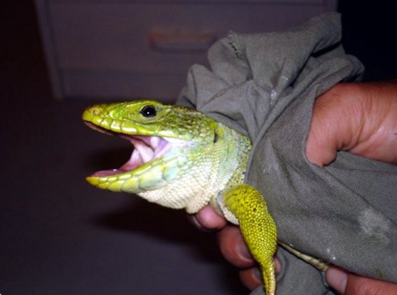 Lagarto ocelado (Lacerta lepida) herido en Aranjuez. 