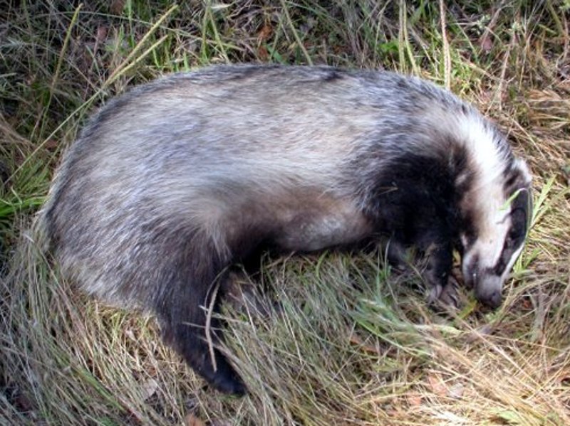 Tejón (Meles meles) atropellado en Rascafría. 