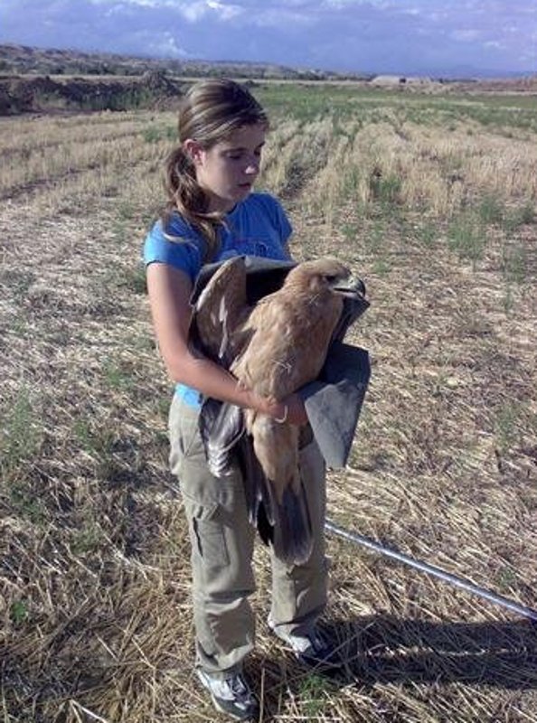 Águila imperial ibérica (Aquila adalberti) rescatada por el Equipo de Rescate.