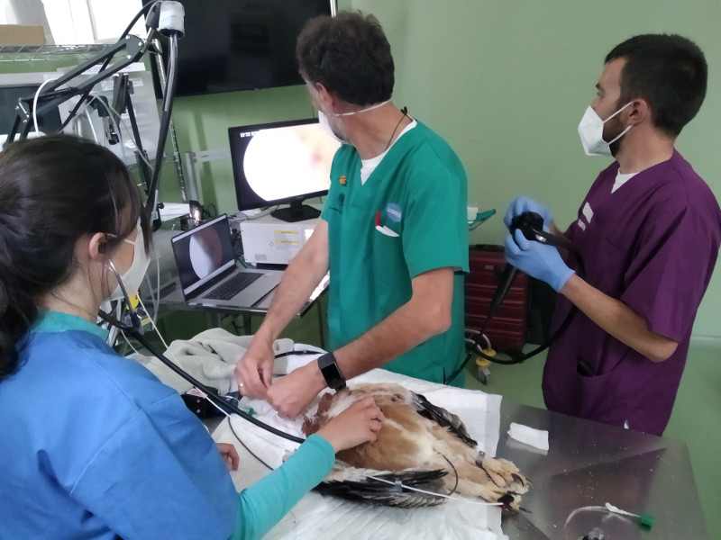 Veterinarios de GREFA en colaboración con VETLAP realizando una endoscopia a un águila de Bonelli con lesiones compatibles por Trichomonas.
