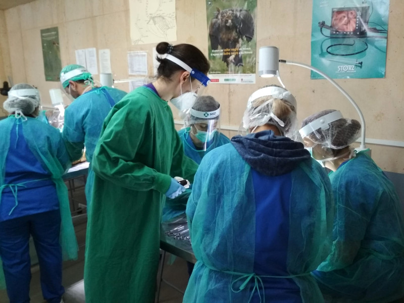 Realización de seminarios prácticos sobre diagnóstico postmortem y recogida de muestras con los alumnos del Curso de Técnicos en Centros de Recuperación, Reproducción y Reintroducción de Fauna Silvestre.