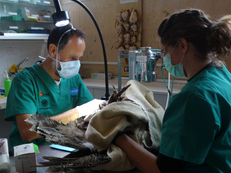 Veterinarios de GREFA revisan las lesiones de un ejemplar de buitre negro.