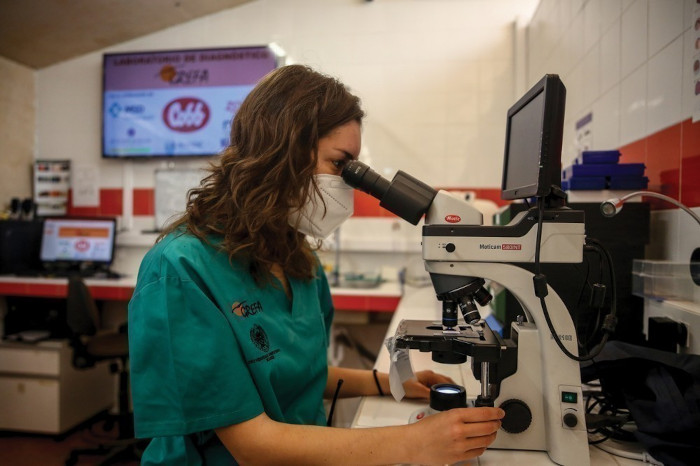 Una veterinaria analiza una hematología en el laboratorio de GREFA.