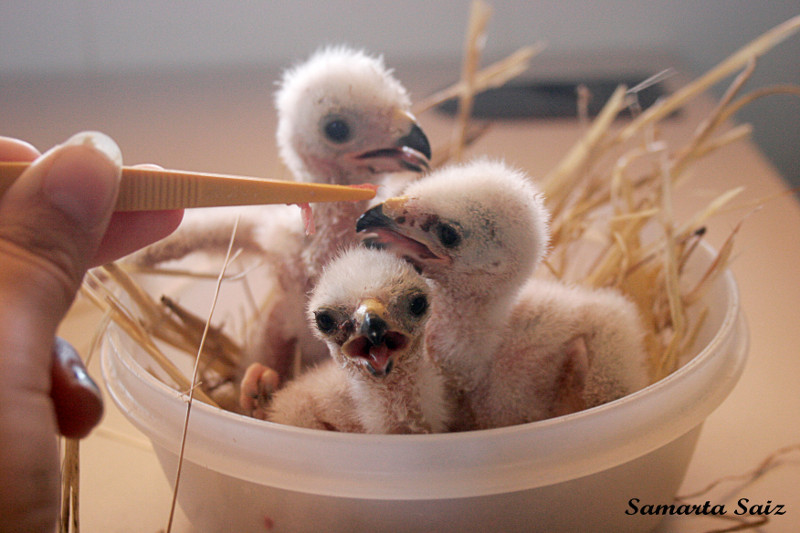 Pollos de aguilucho cenizo