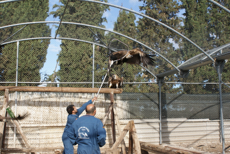 Captura de un buitre leonado en el voladero