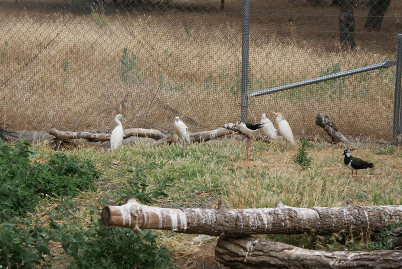 Instalación para aves acuaticas