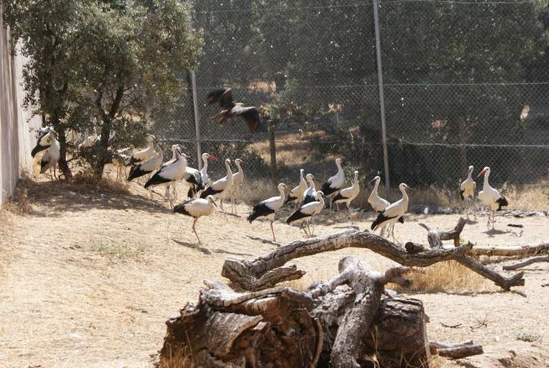 Multitud de pollos de cigüeña en uno de los voladeros junto a un milano negro