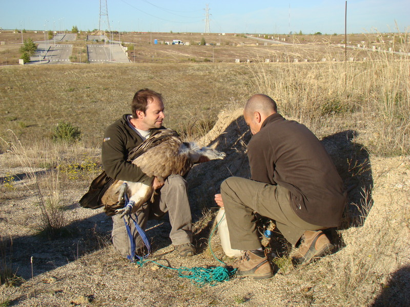 preparando a un buitre leonado para el vuelo con lastres