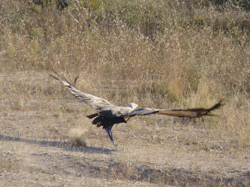 Buitre leonado durante el vuelo con lastres