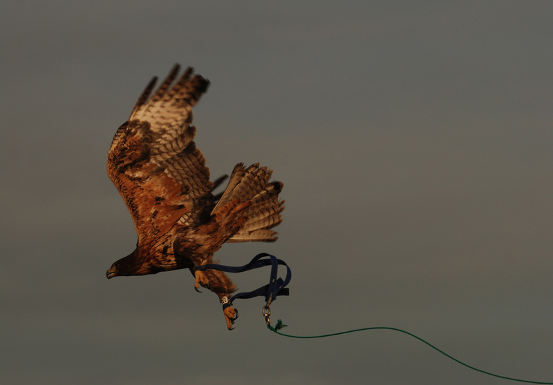 Prueba de vuelo de un águila perdicera