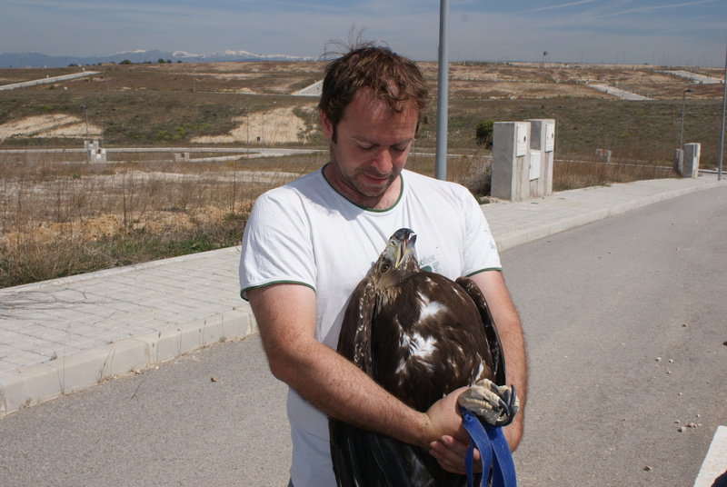 Rehabilitación y liberación de fauna salvaje