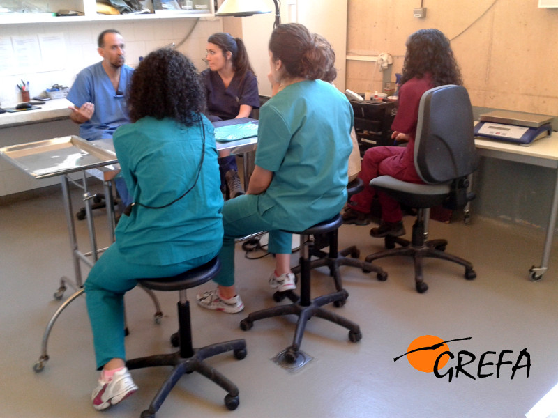 Reunión matinal en el hospital de fauna de GREFA para marcar las prioridades del día con el equipo de trabajo.