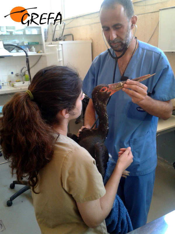Fernando González, director del hospital de fauna de GREFA, examina a la cigüeña negra que sufrió la parada cardio-respiratoria tras el incidente, ayudado por la estudiante portuguesa Filipa Lopes.
