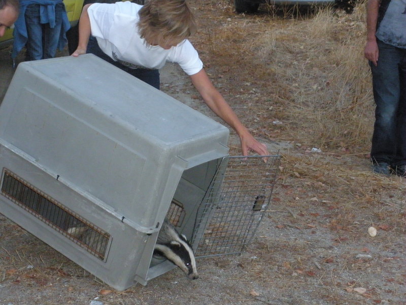 Momento en el que un tejón recuperado tras su atropello es liberado en el Parque Regional del Curso Medio del Río Guadarrama. La “madrina” de este animal sujeta el trasportín (foto: José Antonio Montero / GREFA). 