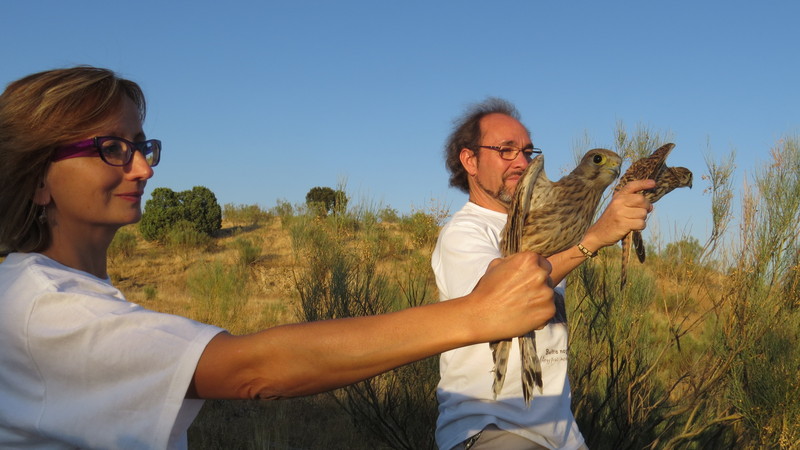 Los “padrinos” de dos pollos de cernícalo vulgar sujetan a las aves instantes antes de que sean liberadas en el oeste de la Comunidad de Madrid (foto: Ernesto Álvarez / GREFA).