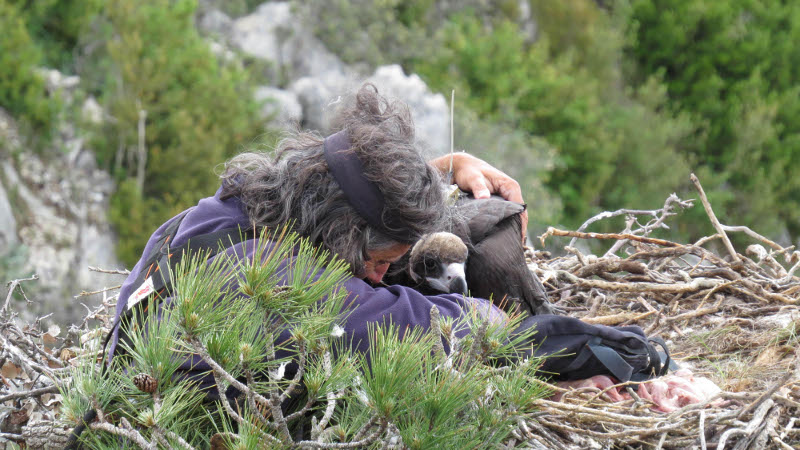 Marcaje de pollos de buitre negro en Boumort