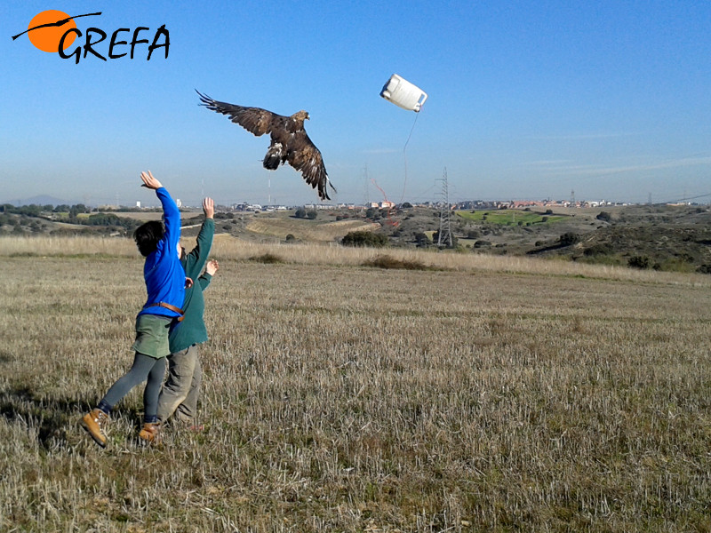 Un águila real echa a volar durante una prueba de vuelo para evaluar su proceso de recuperación.