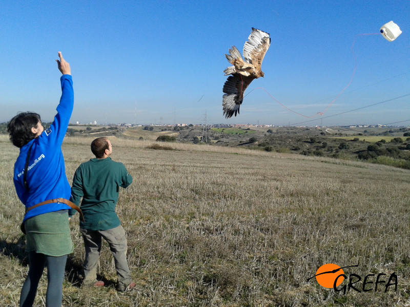 Un águila de Bonelli echa a volar durante una prueba de vuelo para evaluar su proceso de recuperación.