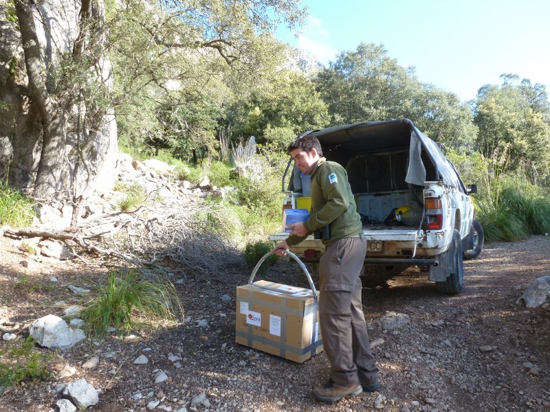 2_Cala llega a la zona de reintroducción en Mallorca.