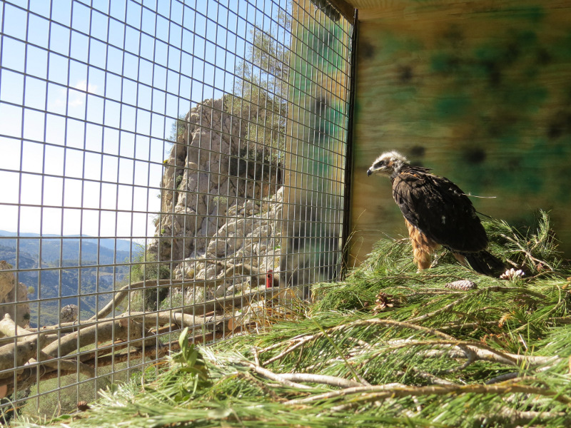 Cala descansa una vez introducida en el hacking, donde permanecerá varios días antes de que eche a volar en la zona de reintroducción, situada en la sierra de Tramuntana.