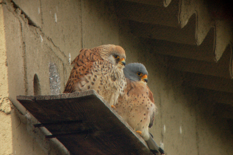 Una pareja de cernícalo primilla reposa a la entrada de su nidal, en un primillar (foto: Fernando Garcés). 